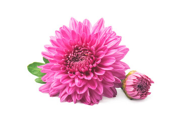 Pink  chrysanthemum flowers isolated on white
