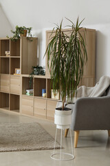 Interior of light living room with stylish armchair, shelving unit and houseplants