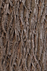 Tree bark close-up. Juglans nigra. Tree trunk, bark surface texture