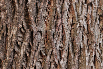 Tree bark close-up. Juglans nigra. Tree trunk, bark surface texture