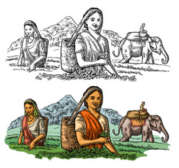Female tea pickers harvesting leaves on plantation and rider on elephant. Vector vintage engrave