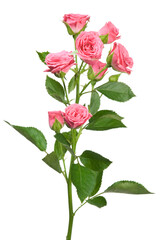 Obraz premium Red rose