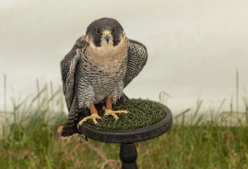 Peregrine Falcon sat on a wooden stand at a county fair