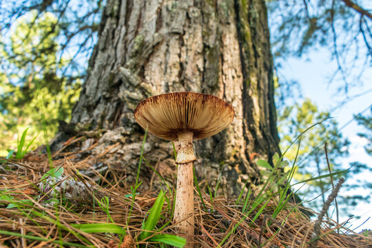 Old mature Amanita rubescens mushroom in Sao Francisco de Paula, South of Brazil