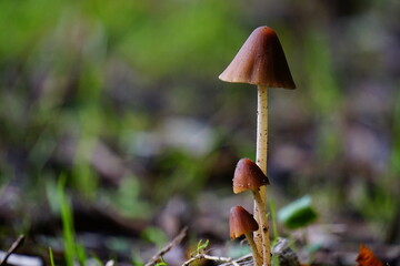 mushroom in the wood
