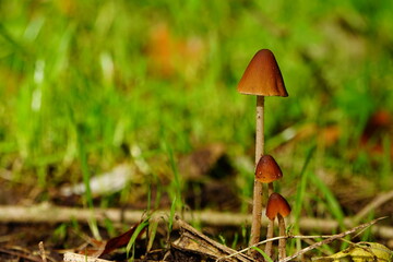 mushroom in the wood