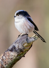 Obraz premium Long tailed tit