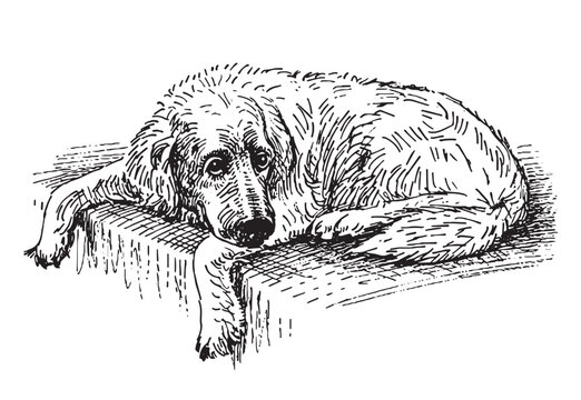 Sketch of lying old sad dog