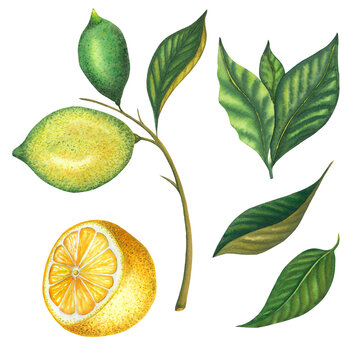 Watercolor lemon branch with leaves and green, yellow cut lemons. Hand painted yellow fruits isolated on white background. Set of fresh fruit and leaves illustration for design, print, fabric, decor.