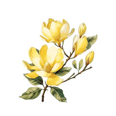 Beautiful yellow magnolia flower branch with leaves watercolor paint on white background
