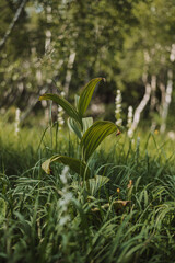 Bush on the summer field