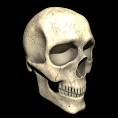 human skull on black
