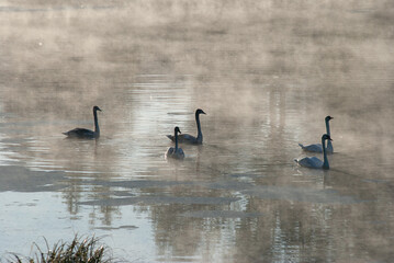 Swans on a lake in the fog at dawn.
