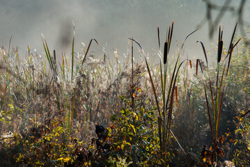 Autumn atmosphere, reeds and fog. Autumn background.