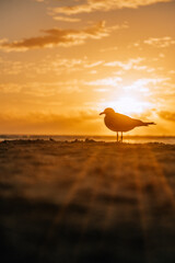 Seagull silhouette against sunset sky, Playa Del Carmen