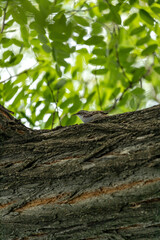 Treecreeper (Certhia familiaris) Spotted Outdoors in Dublin, Ireland