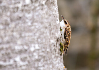 Treecreeper (Certhia familiaris) Spotted Outdoors in Dublin, Ireland