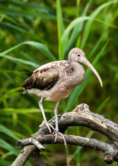 merican White Ibis (Eudocimus albus) Spotted Outdoors in the USA