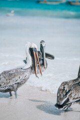 Pelicans splashing in shallow waters on Tulum beach