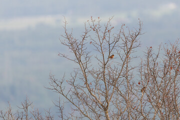 Pinson des arbres. Fringilla coelebs - Eurasian Chaffinch