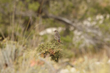 Enfoque selectivo en pequeña ave Phoenicurus ochruros con pronunciado bokeh en la fotografía,...