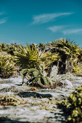 Tropical plants with cacti in bright sunlight