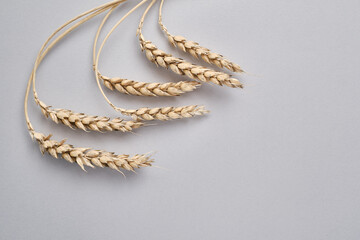 Abstract floral background. Dry plant flowers on a light background. Natural light, home decor. Fluffy dried beautiful flowers on background