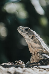 Iguana on rocks near cacti in Tulum, Mexico