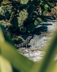 Iguana on rocks near cacti in Tulum, Mexico