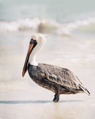 Intense close-up of a pelican's head and beak in Tulum