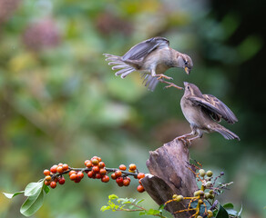 Sparrows with unusual acrobatics, fights and flights competing for food and territory