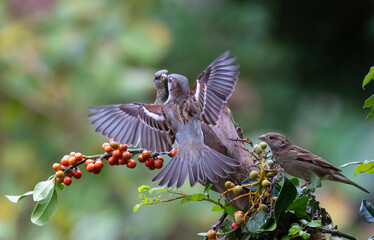 Sparrows with unusual acrobatics, fights and flights competing for food and territory