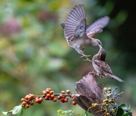 Fototapeta premium Sparrows with unusual acrobatics, fights and flights competing for food and territory