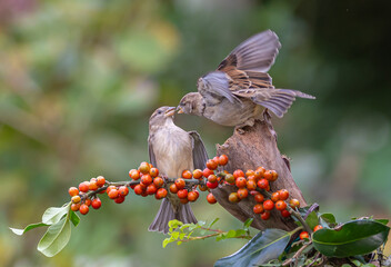 Sparrows with unusual acrobatics, fights and flights competing for food and territory