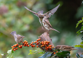 Sparrows with unusual acrobatics, fights and flights competing for food and territory