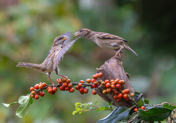 Sparrows with unusual acrobatics, fights and flights competing for food and territory