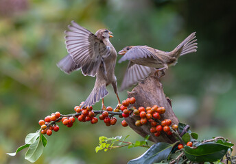 Sparrows with unusual acrobatics, fights and flights competing for food and territory