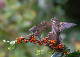 Sparrows with unusual acrobatics, fights and flights competing for food and territory