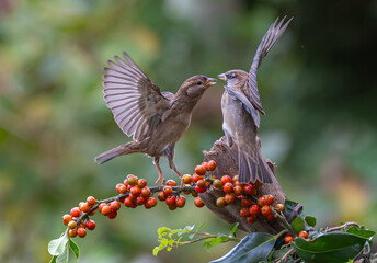 Sparrows with unusual acrobatics, fights and flights competing for food and territory