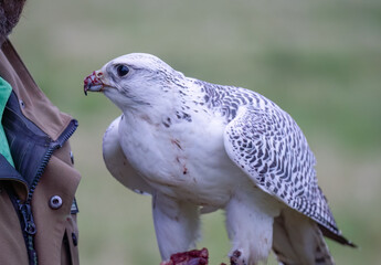 close-up of a GyrFalcon (Gyr Falcon, Falco rusticolus) feeding on a fresh kill