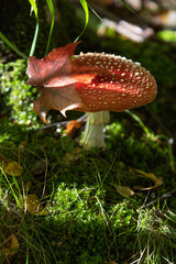 Beautiful bright mushroom. Magic of the forest. Fly agaric.