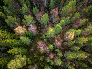 Scenic drone photo of autumn colored deciduous and coniferous forest, landscape in North Sweden. Fall season in beautiful northern Sweden, Vasterbotten, Umea. Top down photo
