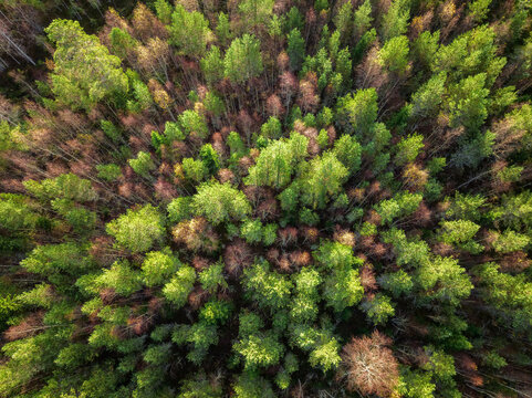 Scenic drone photo of autumn colored deciduous forest, landscape in North Sweden. Fall season in beautiful northern Sweden, Vasterbotten, Umea. Top down photo