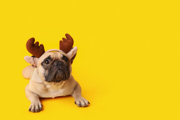 Cute pug dog in Christmas deer horns on yellow background