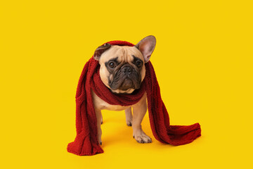 Cute pug dog with warm scarf on yellow background