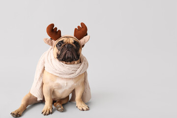 Cute pug dog in Christmas deer horns with warm scarf on grey background