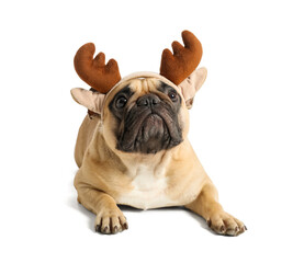 Cute pug dog in Christmas deer horns isolated on white background