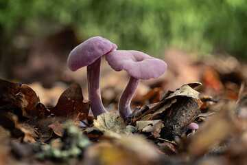 Amethyst Deceiver fungi in among autumn leaves