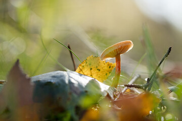 Orange Bonnet fungi in autumn light