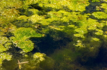 green frog sits in mud in a swamp close-up